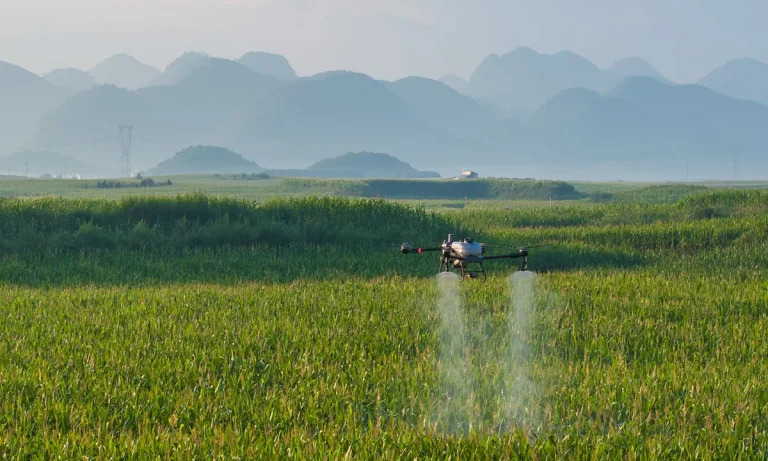 Agricultural spraying drone over a green rice field